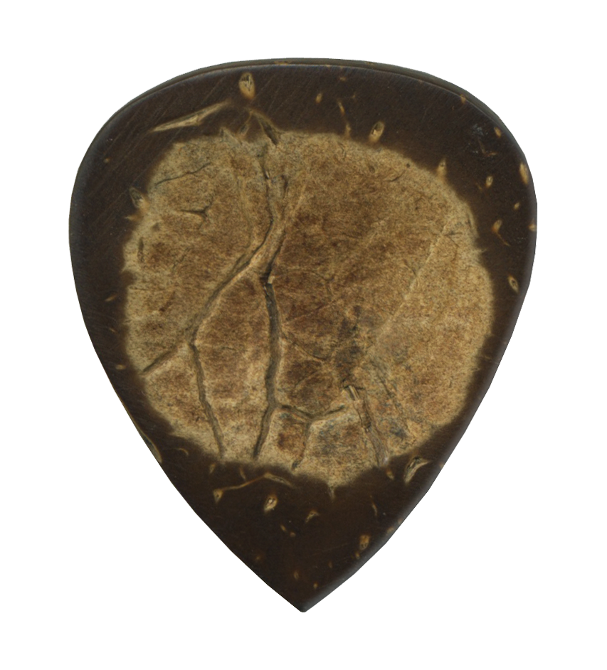 Exotics Coconut Shell image 0