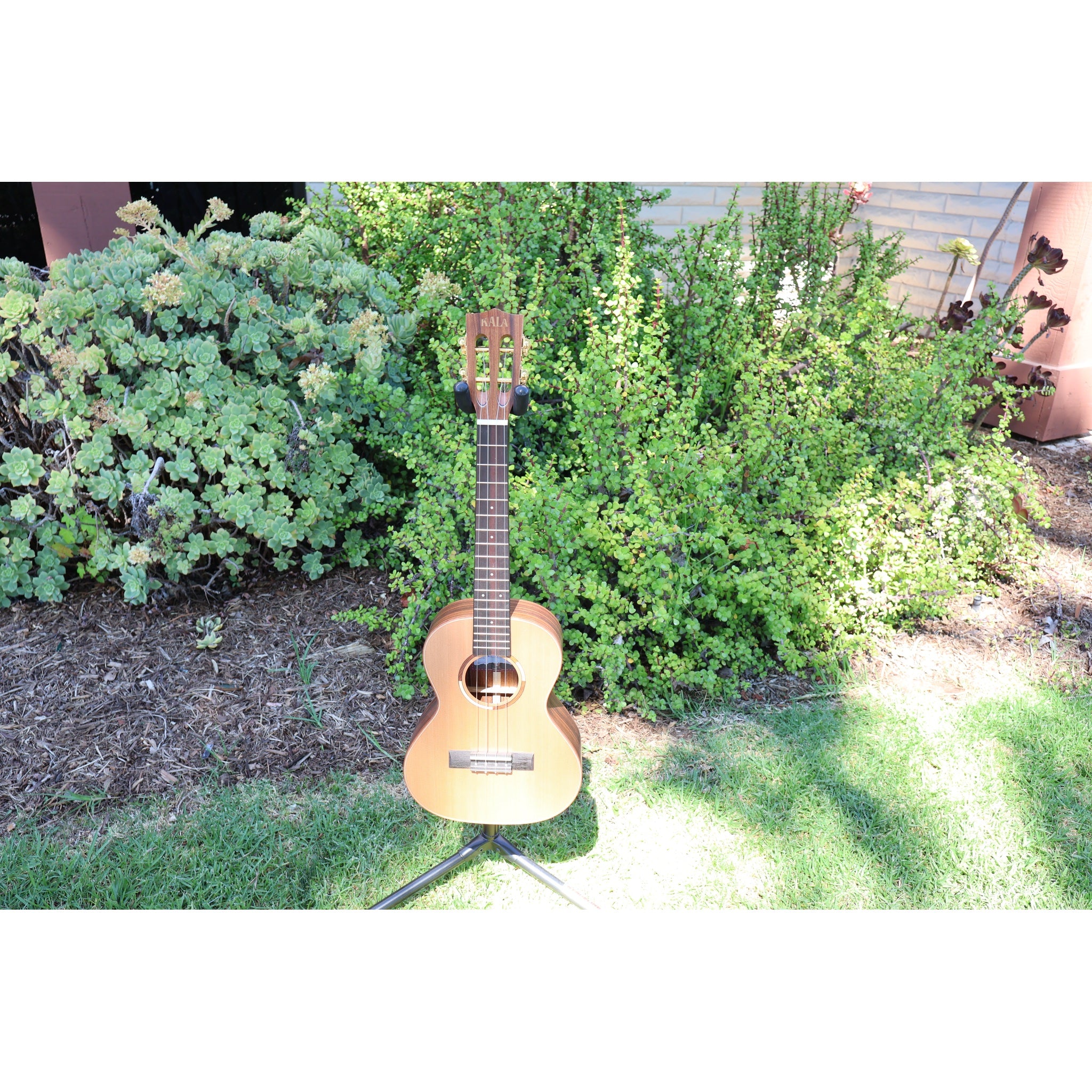 Kala Solid Cedar Top Pau Ferro Tenor Ukulele – KA-ASCP-T