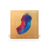 Violin - Ascente Strings
